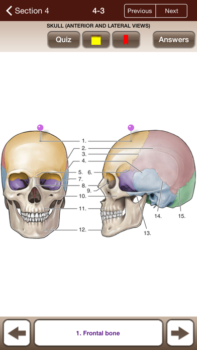 Lange Anatomy Flash Cards3screenshot